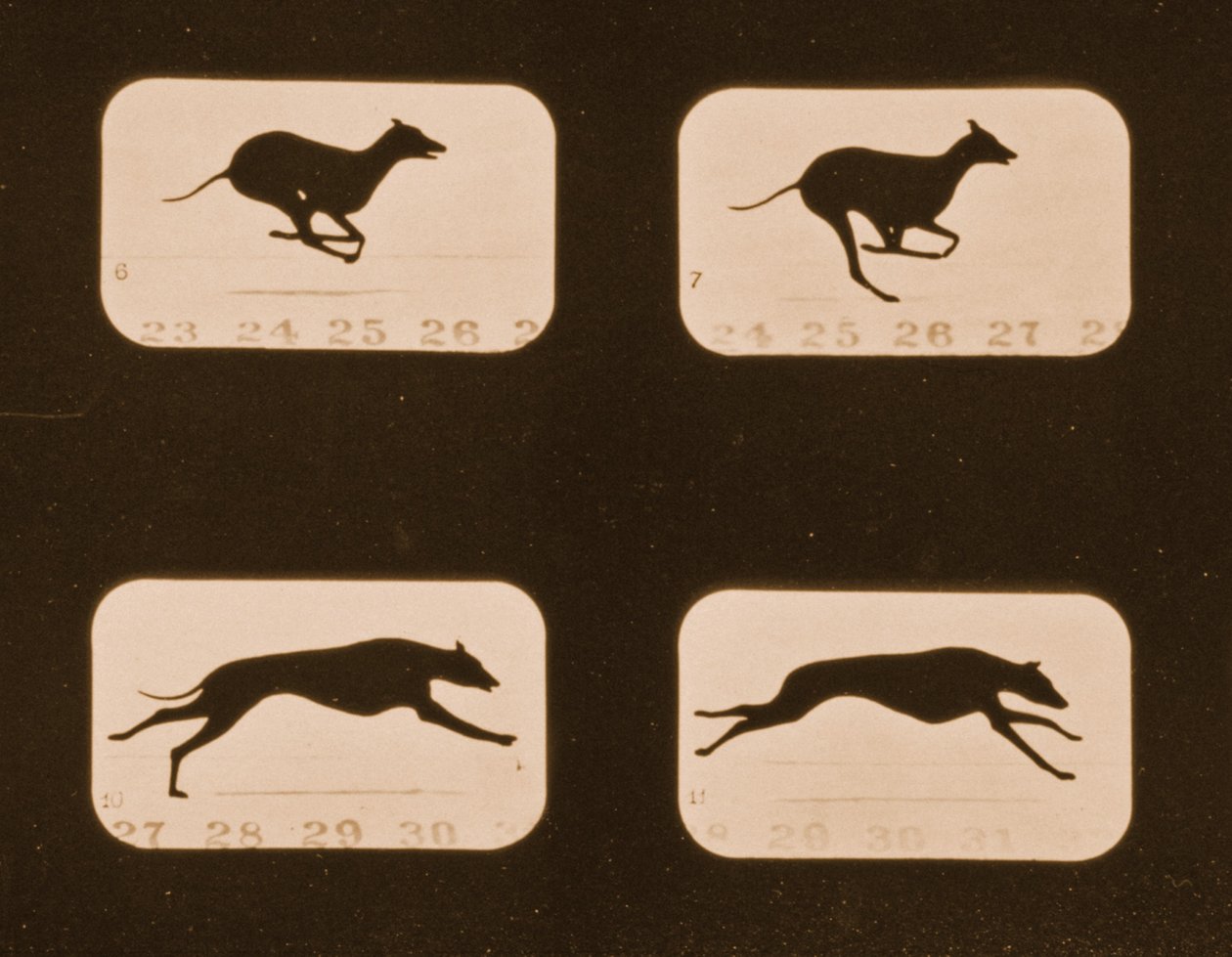 実行中のグレイハウンドの画像シーケンス、「Animal Locomotion」シリーズ、c.1881 作： エドワード・マイブリッジ