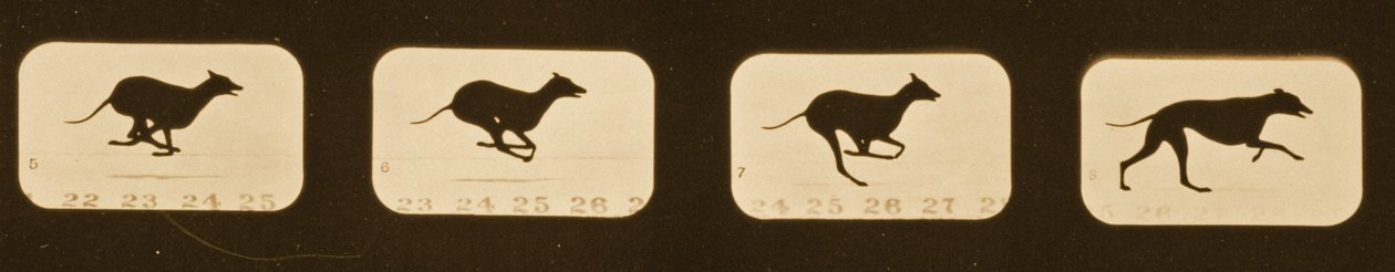 実行中のグレイハウンドの画像シーケンス、「Animal Locomotion」シリーズ、c.1881 作： エドワード・マイブリッジ