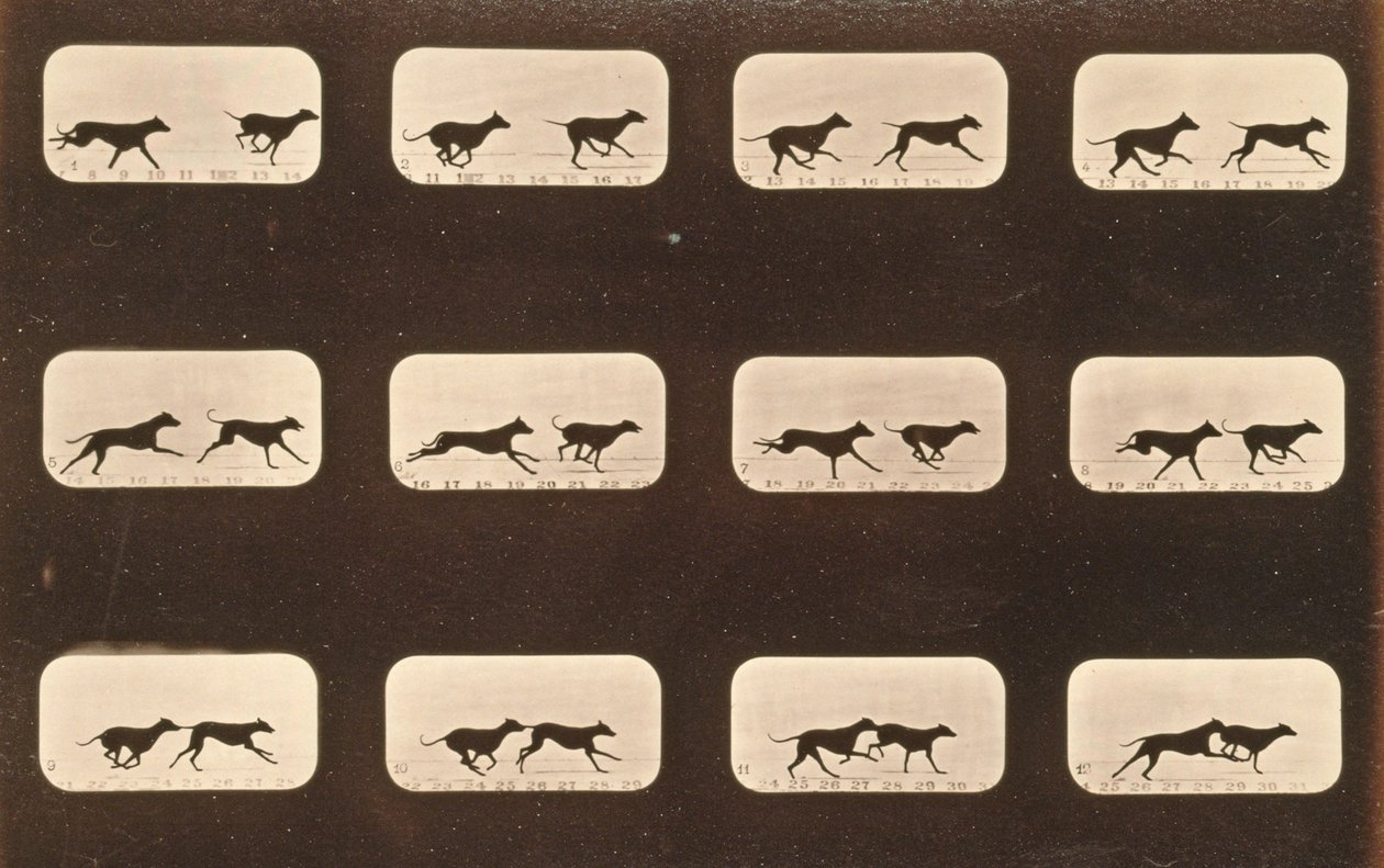 実行中のグレイハウンドの画像シーケンス、「Animal Locomotion」シリーズ、c.1881 作： エドワード・マイブリッジ