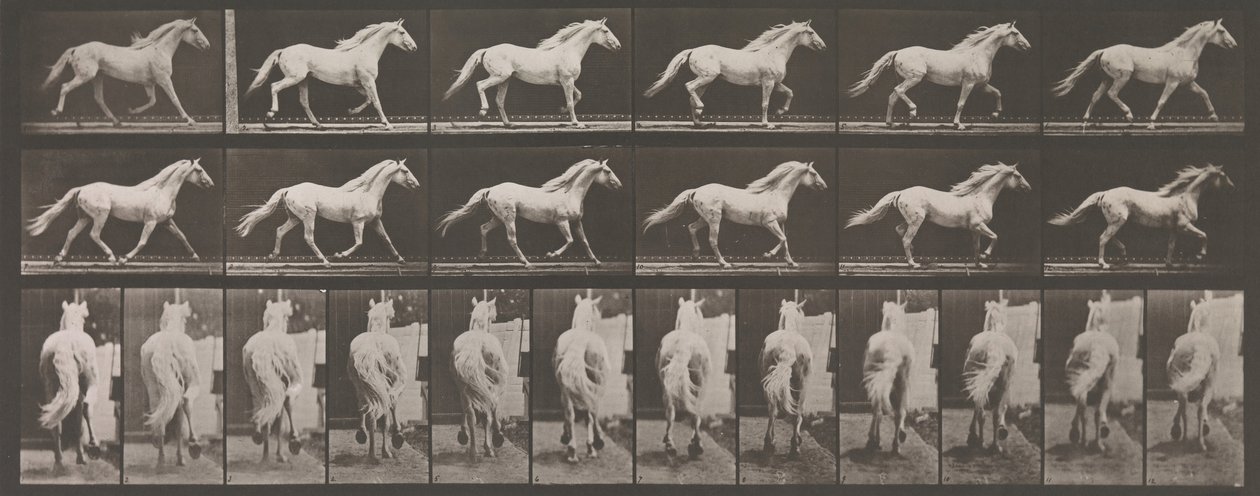 動物の移動。 動物の連続相の電子写真調査、1880年代。 作： エドワード・マイブリッジ