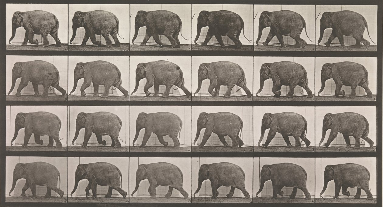 動物の移動。 動物の連続相の電子写真調査、1880年代。 作： エドワード・マイブリッジ