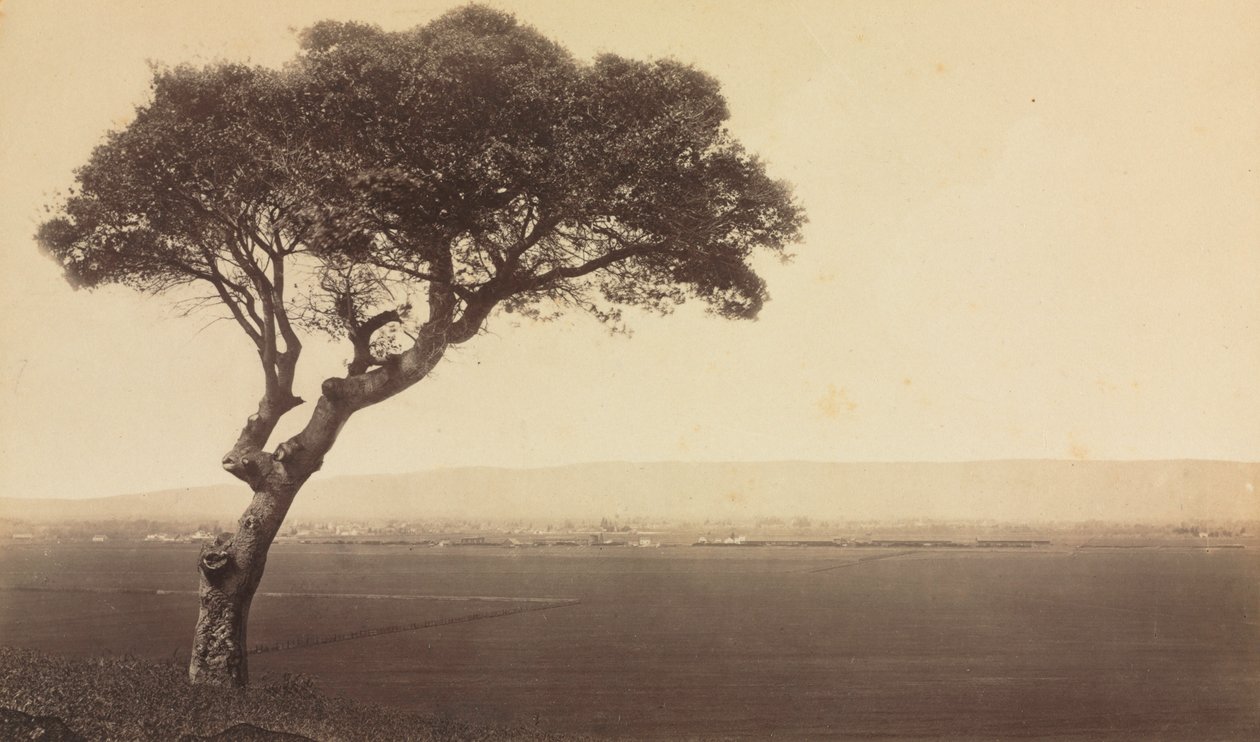 カリフォルニア州ワトソンヴィル近郊の無題の風景、1879年頃 作： エドワード・マイブリッジ