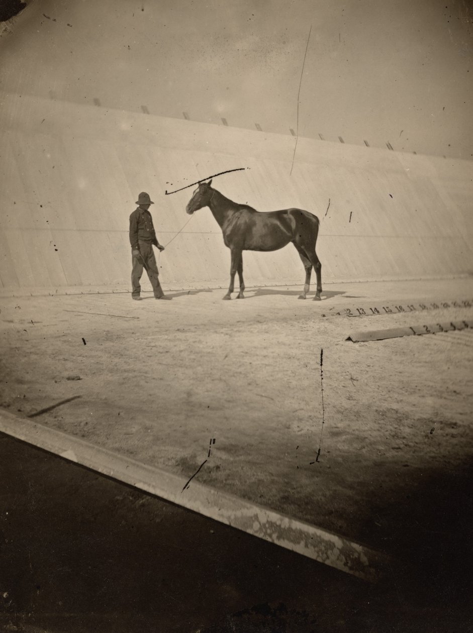 1878-1879年、パロアルトにあるリーランド・スタンフォードのホース・ファームのトラック（写真）。 作： エドワード・マイブリッジ