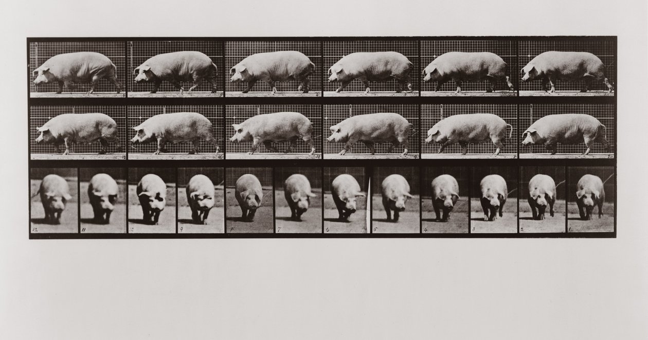 豚の歩行、Animal Locomotionのプレート673、1887 作： エドワード・マイブリッジ