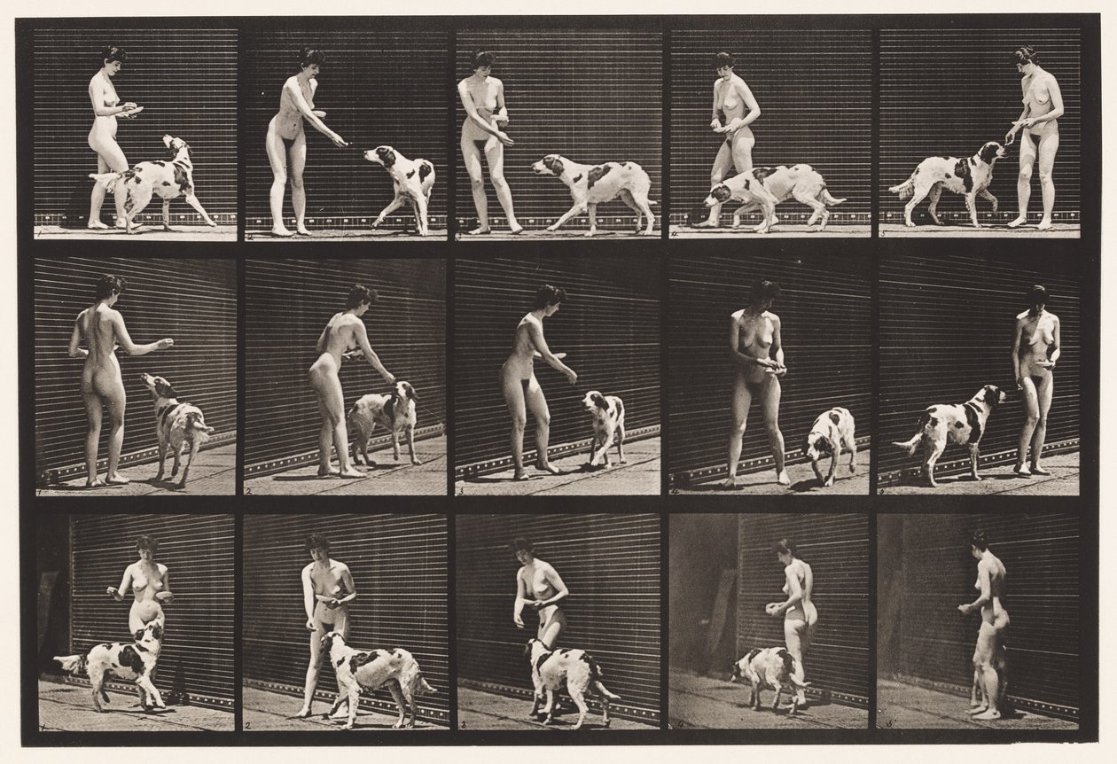 プレート 514犬の餌付け 作： エドワード・マイブリッジ