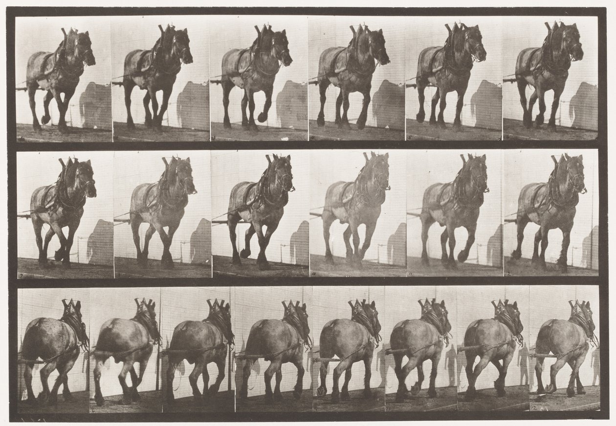 プレート566.Hauling; Dark-Gray Belgian Horse Dusel、1885 作： エドワード・マイブリッジ