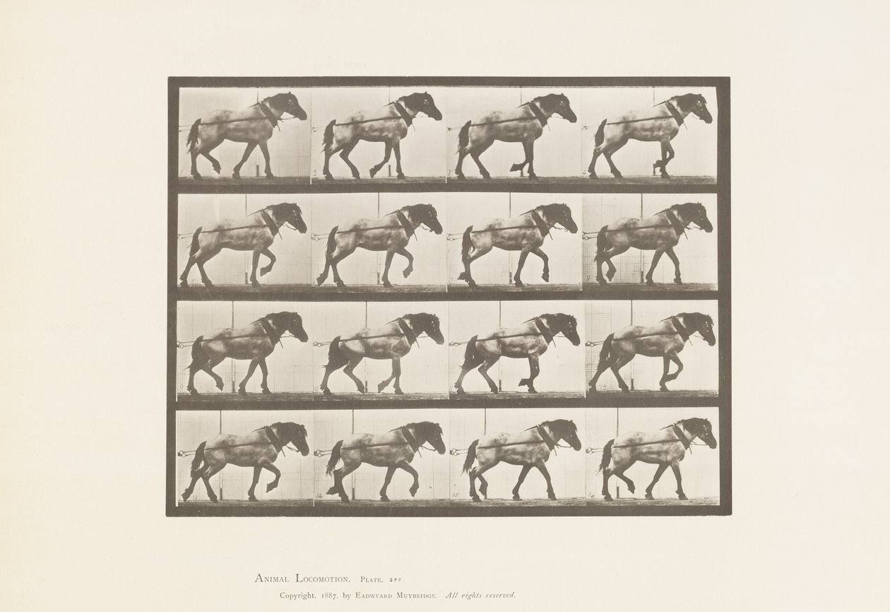 プレート569.Hauling; Dark-Gray Belgian Horse Hansel、1885 作： エドワード・マイブリッジ