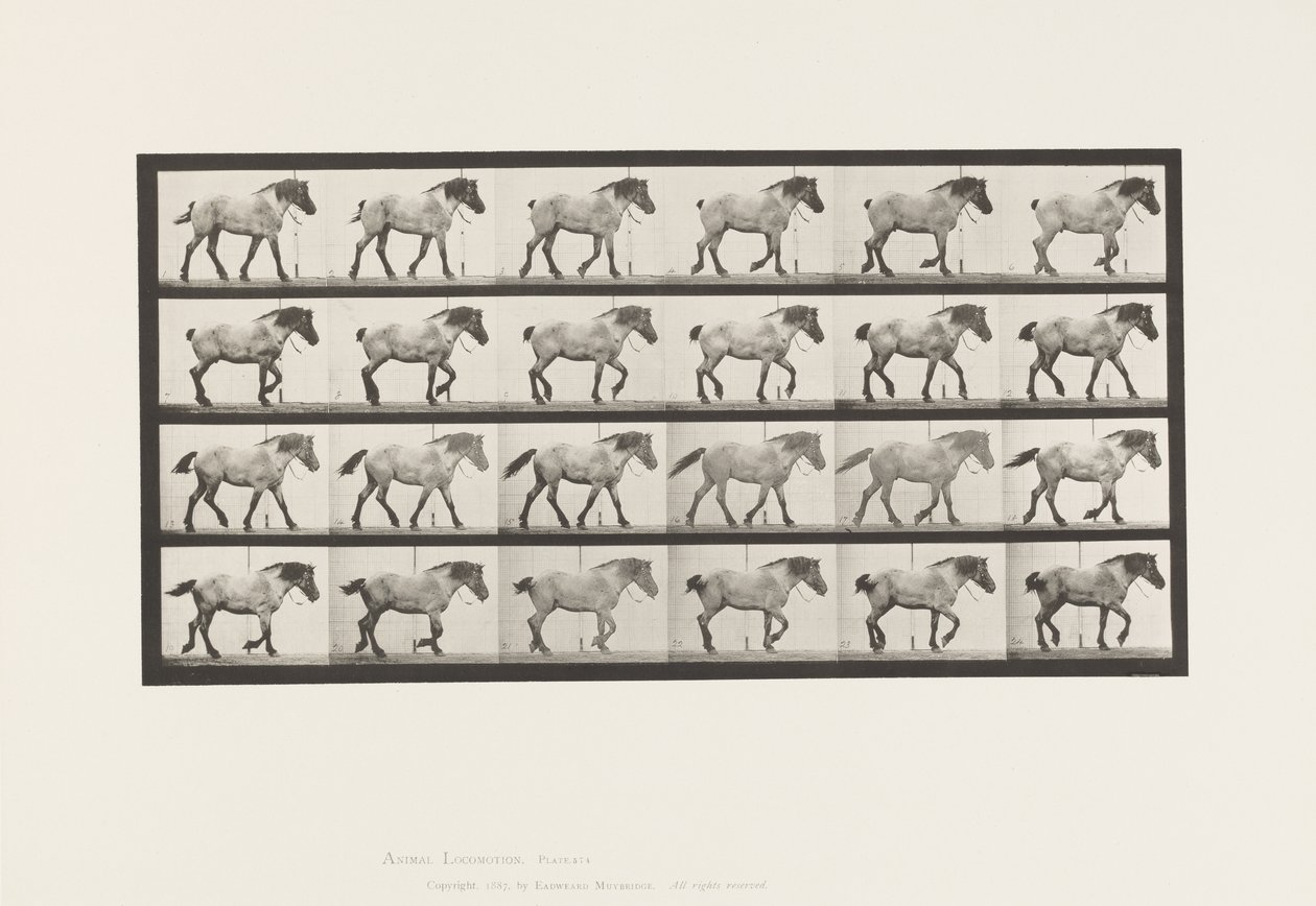 プレート574.ウォーキング;自由;ダークグレーのベルギー馬ヘンゼル、1885 作： エドワード・マイブリッジ