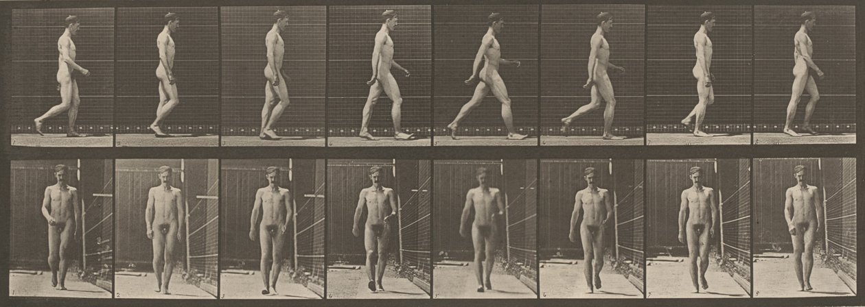 プレートナンバー 5.ウォーキング、1887年（写真） 作： エドワード・マイブリッジ