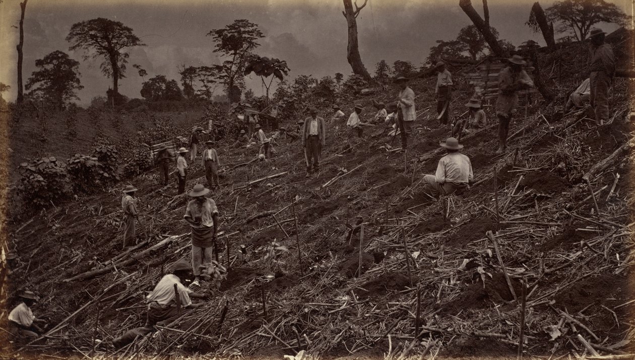 1875年、アンティグア・デ・グアテマラでのコーヒー農園の立ち上げ。 作： エドワード・マイブリッジ