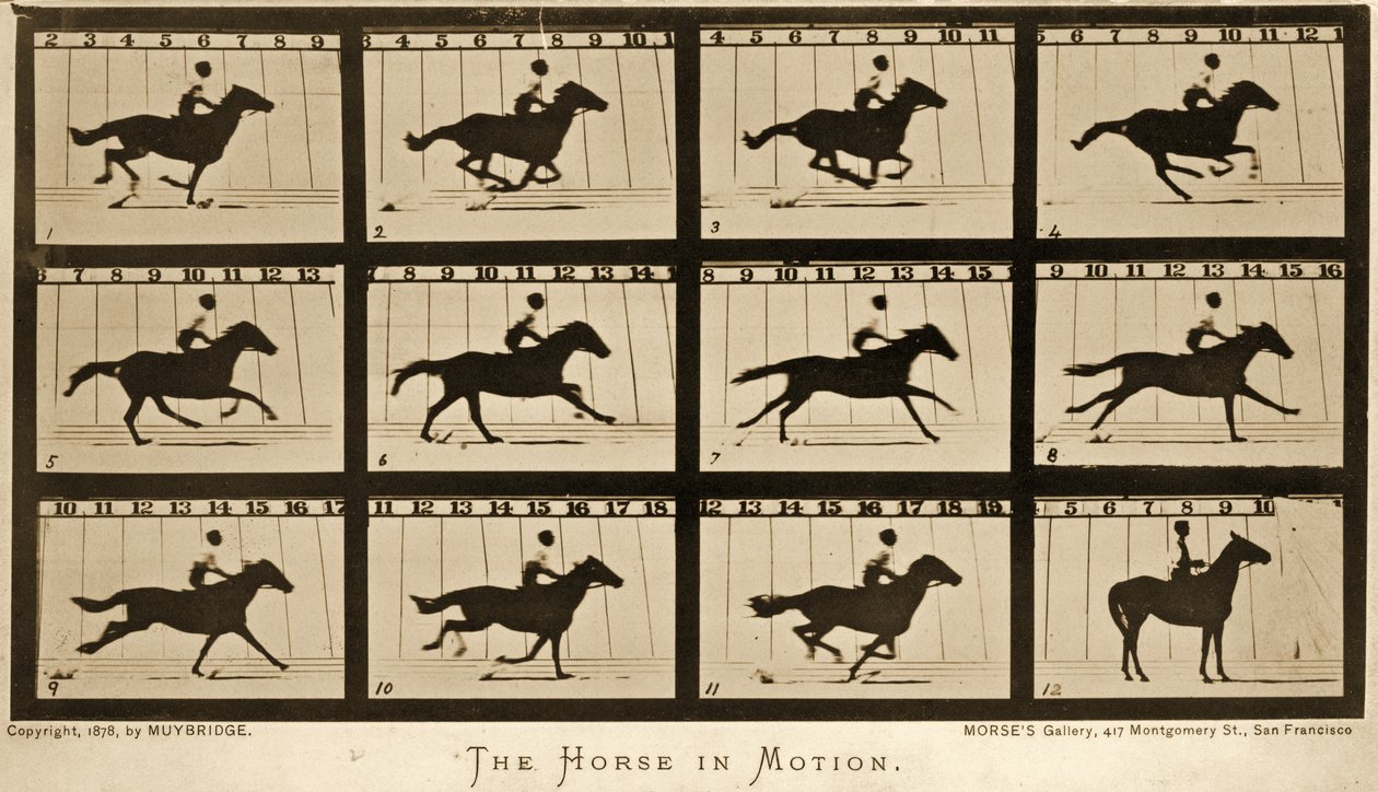 動く馬、「動物の移動」シリーズ、1878年 作： エドワード・マイブリッジ