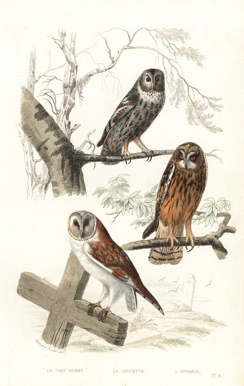 Eurasian tawny owl, hawk owl and short-eared owl.   1411745   ja       japanese Successfully Translated  Original: Saint Barbara, c. 1500. Translat: Saint Barbara, c. 1500. 1205023 ja japanese Successfully Translated Original: Jacobus Scheltema (1767-1835) 作： エドゥアール（後）トラヴィ