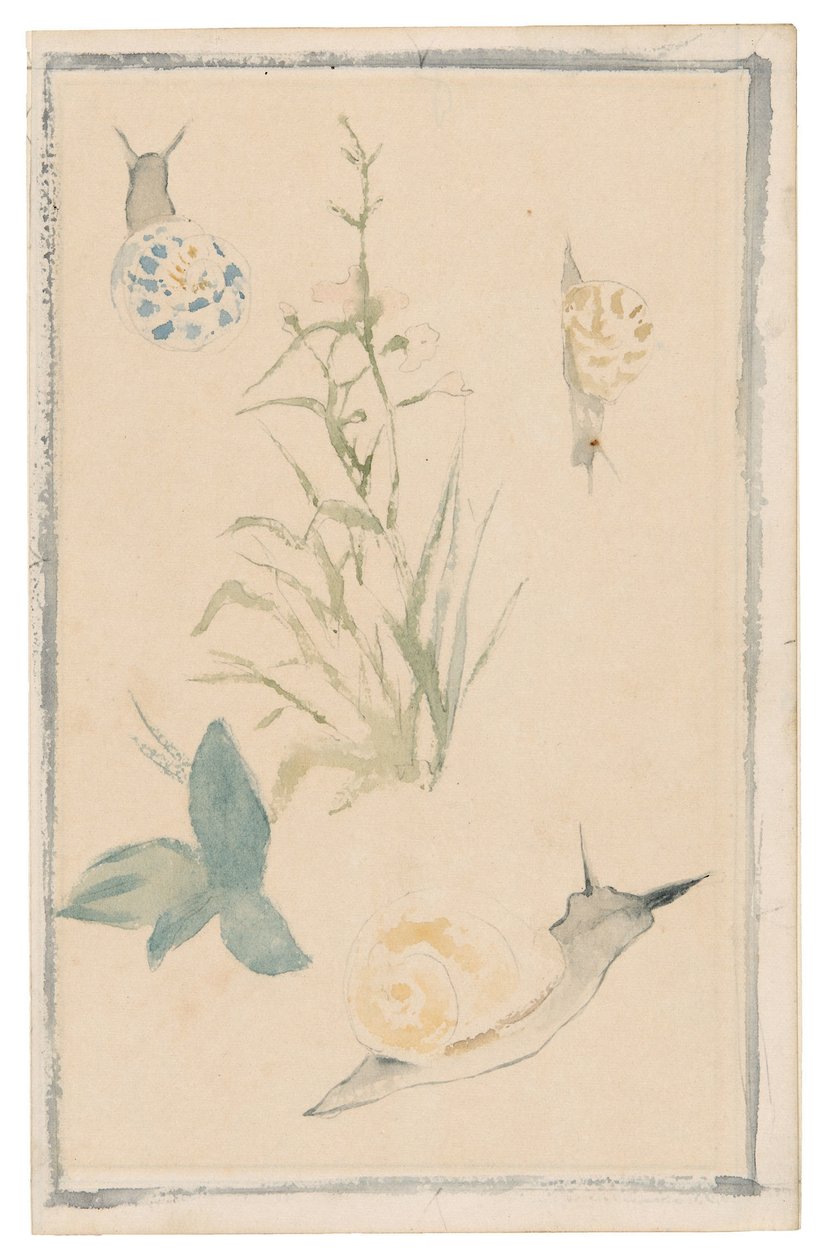 マネ - カタツムリ、草花のスケッチ, 1864-68 作： エドゥアールマネ