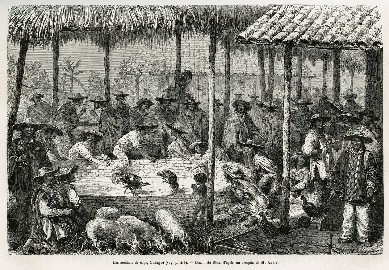Hahnenkampf und Straßenanimation in Ibague (Kolumbien), Zeichnung von Riou, um die Geschichte von Äquatorialamerika (Kolumbien, Ecuador, Peru) in 1875-1876 von Ed. Andre, Reisemission beauftragt von der französischen Regierung, zu illustrieren. Gravur in L von Edouard Riou