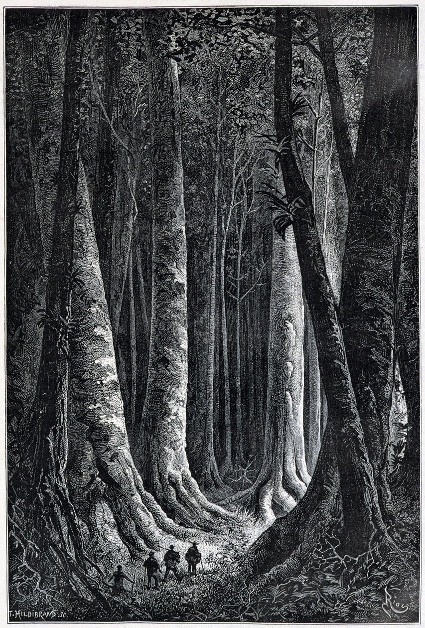 フランス領ギアナの森、Riouの絵、"Le Tour du Monde", 2nd sem.1879. 作： Edouard Riou