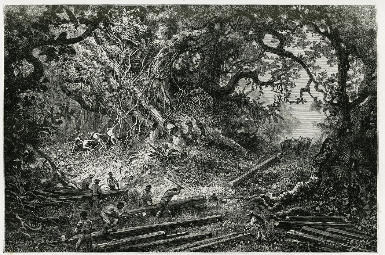 アンデスの森でのマホガニーの搾取。1882年、考古学者・写真家のデジレ・シャルネ（1828-1915）が執筆した「ユカタンとラカンドンの地への旅」の挿絵としてリウが描いた版画。Tour du monde nou』に掲載。 作： Edouard Riou