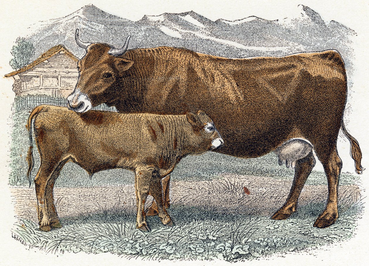 Vaca de bezerro - “Alfabeto ilustra animais” século XIX (gravura) 作： エドゥアール・トラヴィス