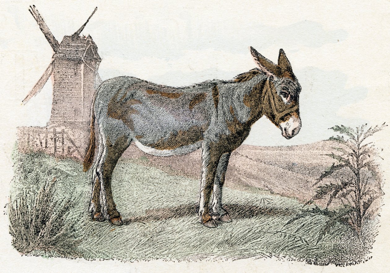 Burro de 
