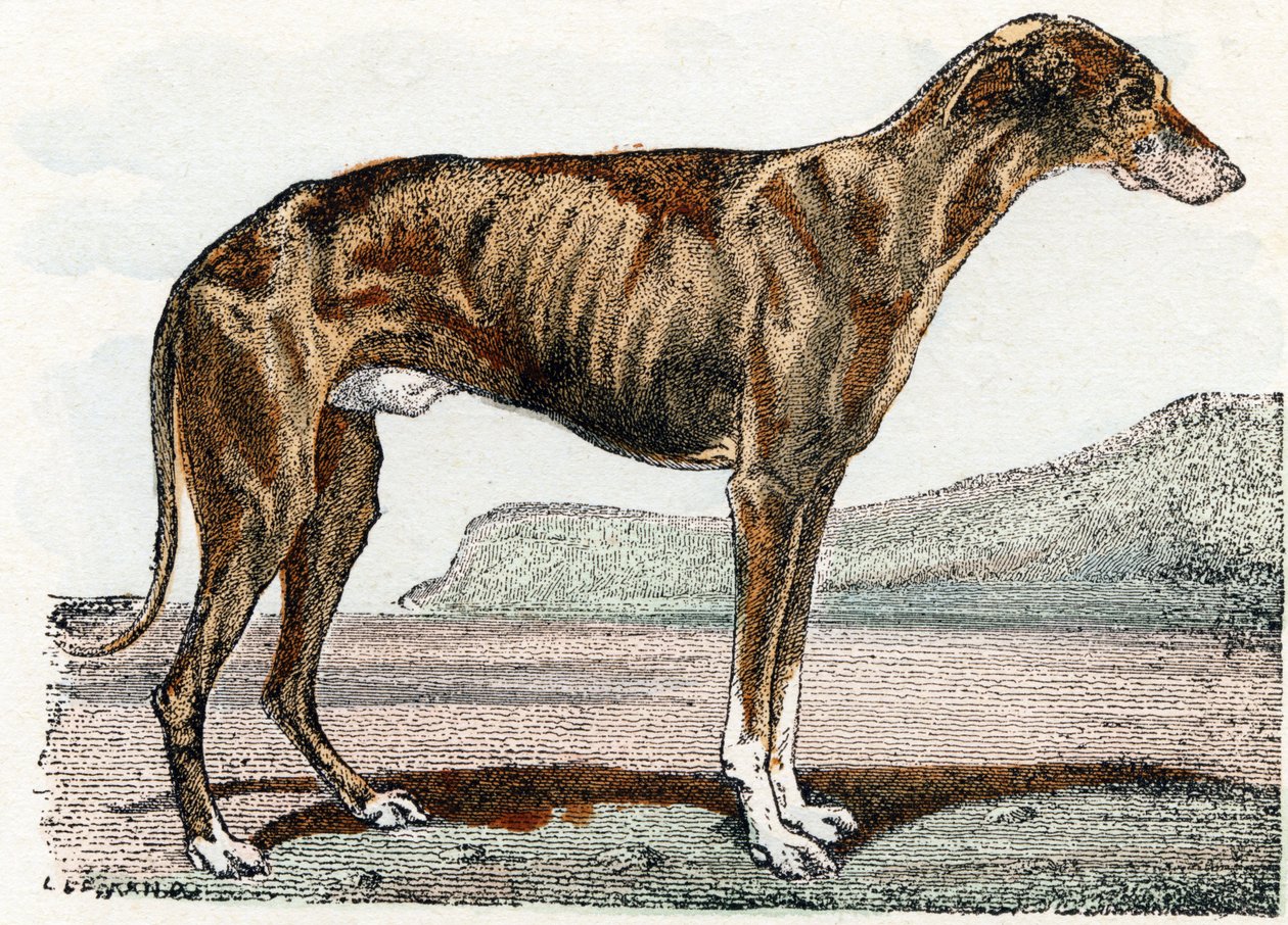 Levrier (犬)-「アルファベットは動物を示しています」19 世紀 (彫刻) 作： エドゥアール・トラヴィス