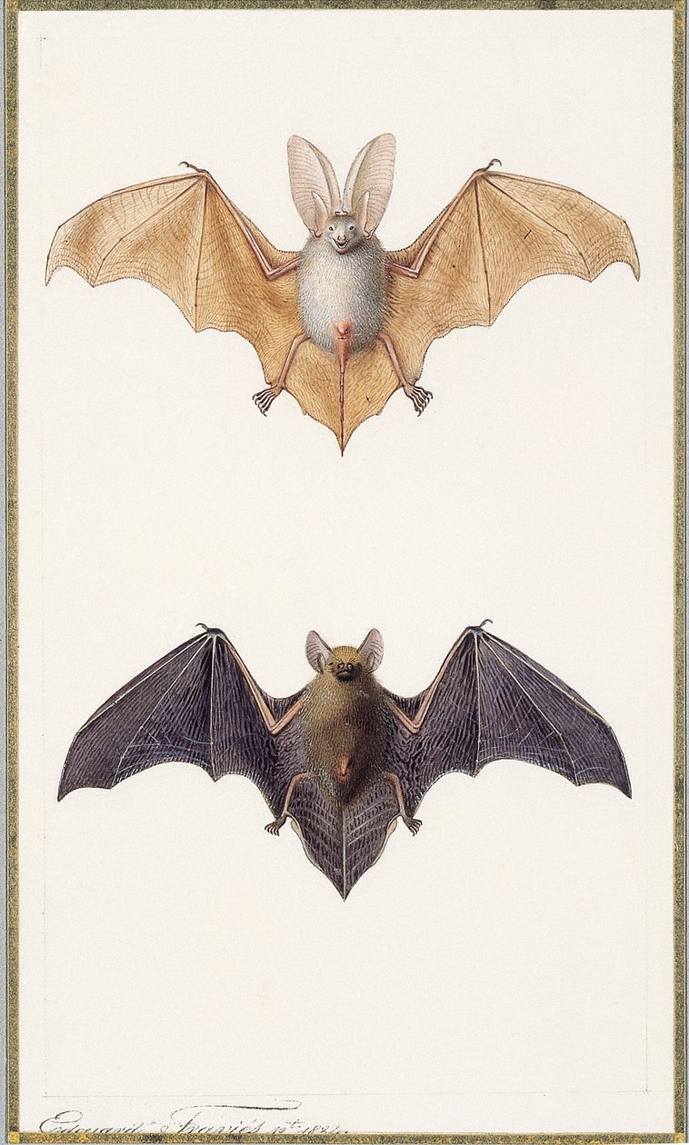 ウサギコウモリと一般的なコウモリ、1834年