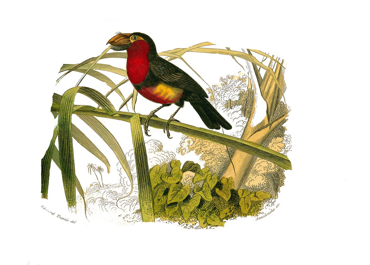 Naturgeschichtstafel: Zoologische Tafel, die Klettervögel darstellt. Der Bartvogel. Tafel aus den neun Bänden über Vögel in „Gesammelte Werke von Buffon“ geschrieben von dem Naturforscher Georges Louis Leclerc, Graf von Buffon (1707-1788) zwischen 1749 und von Edouard Travies