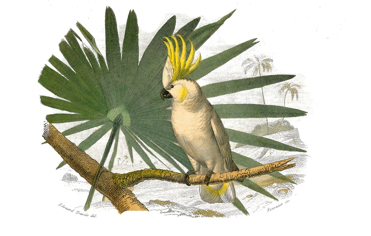 ナチュラルヒストリーボード。クライマーを表す動物学的なボード。カカトには黄色のフープが付いています。博物学者ビュフォン伯爵ジョルジュ・ルイ・ルクレール（1707-1788）が1749年に執筆した『ビュフォン全集』の鳥類に関する9巻から描かれたプレート。 作： エドゥアール・トラヴィス