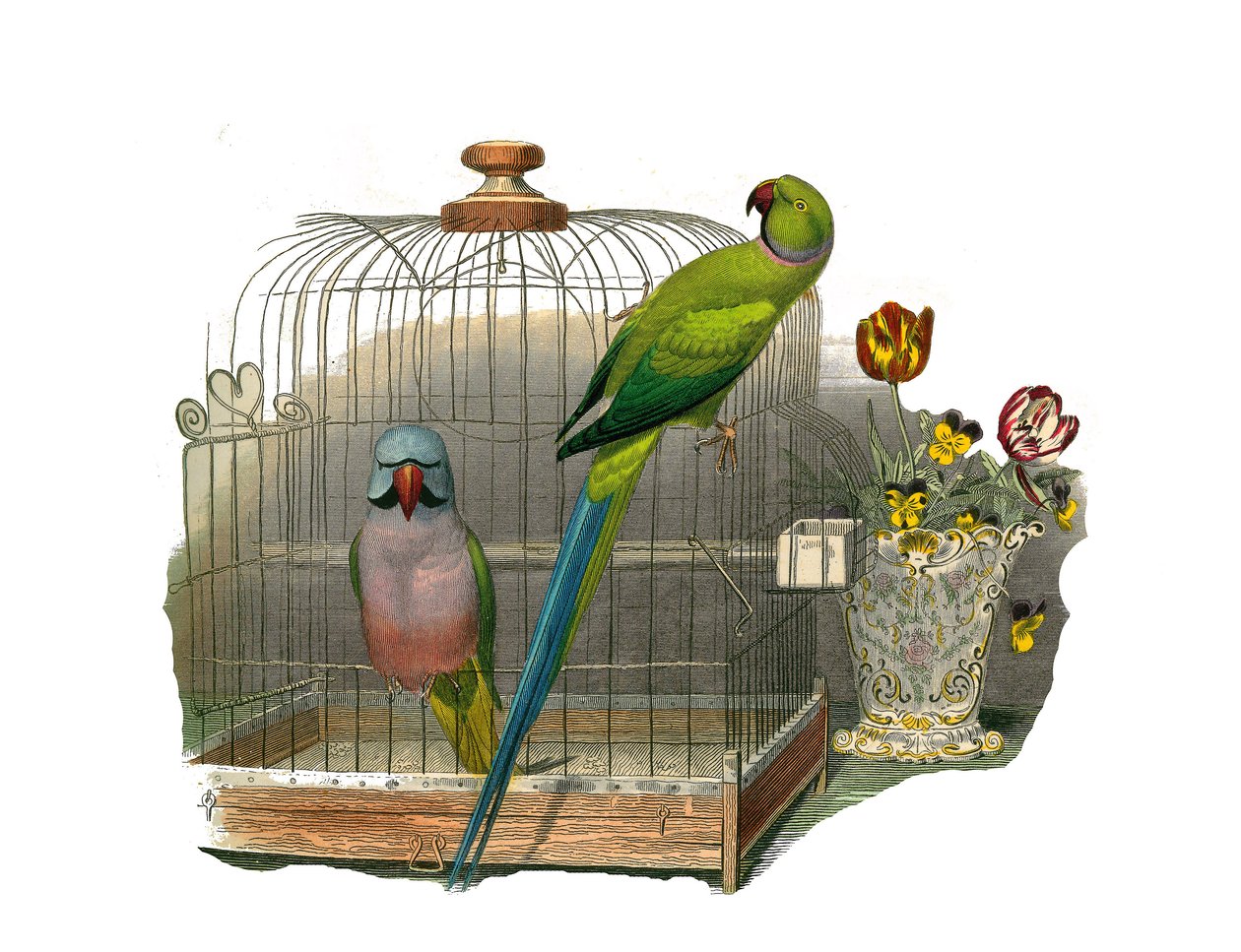 Zoologische Tafel: Klettervögel. Der Schnurrbart-Sittich und der rosa Halsband-Sittich. Tafel aus den neun Bänden über Vögel in „Gesammelte Werke von Buffon“ von Georges Louis Leclerc, Graf von Buffon von Edouard Travies