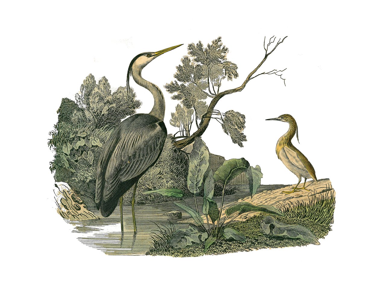 ナチュラルヒストリーボード。鷺や蟹などの水鳥や渡り鳥を描いた動物図鑑。博物学者ジョルジュ・ルイが執筆した『ビュフォン全集』の鳥類に関する9巻から抜粋した図版。 作： エドゥアール・トラヴィス