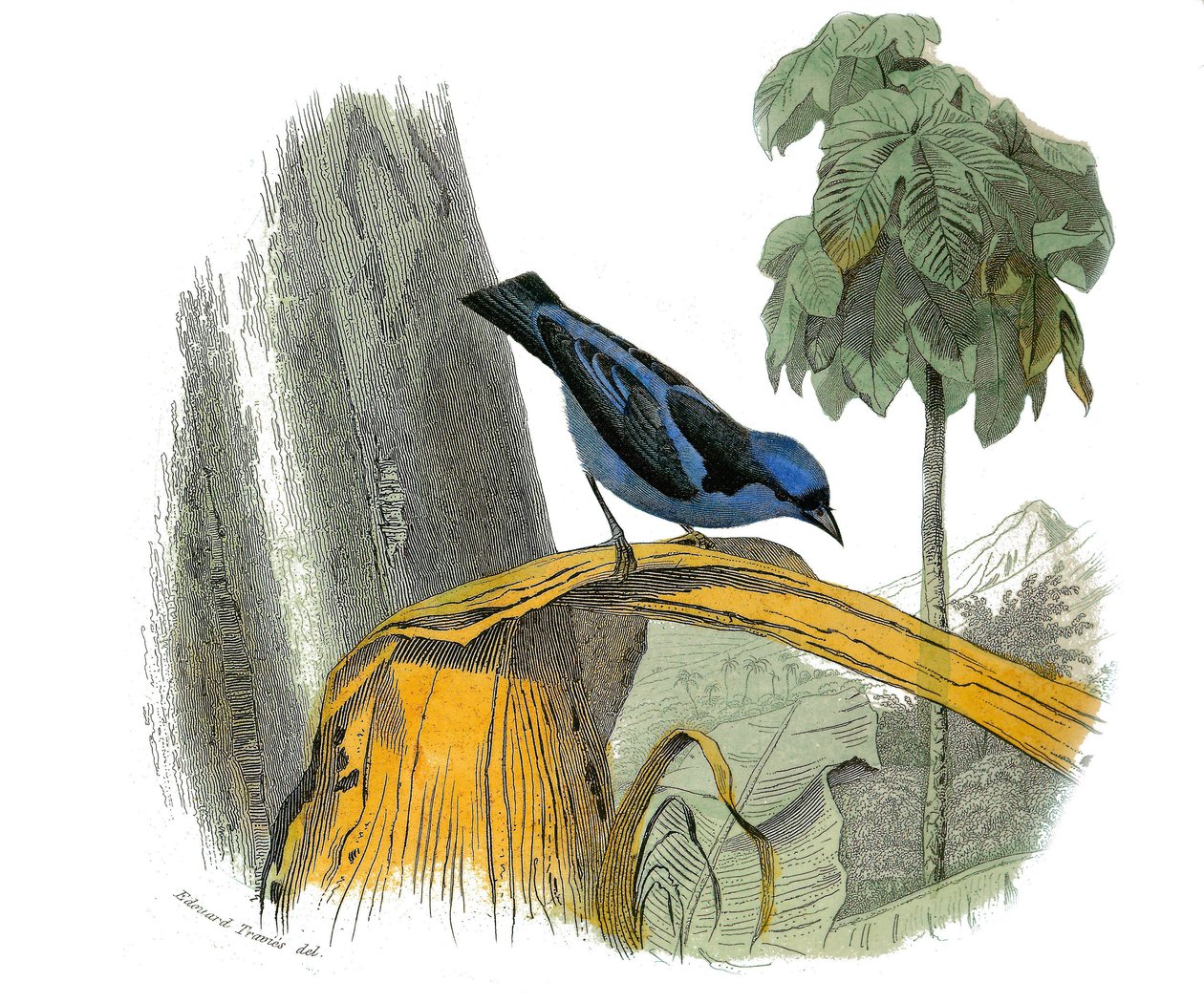 Naturgeschichtstafel: Zoologische Tafel, die insektenfressende Sperlingsvögel (mit Kerbe) darstellt. Der blaue Pitpit. Tafel aus den neun Bänden über Vögel in „Gesammelte Werke von Buffon“ geschrieben von dem Naturforscher Georges Louis Leclerc, Graf von B von Edouard Travies