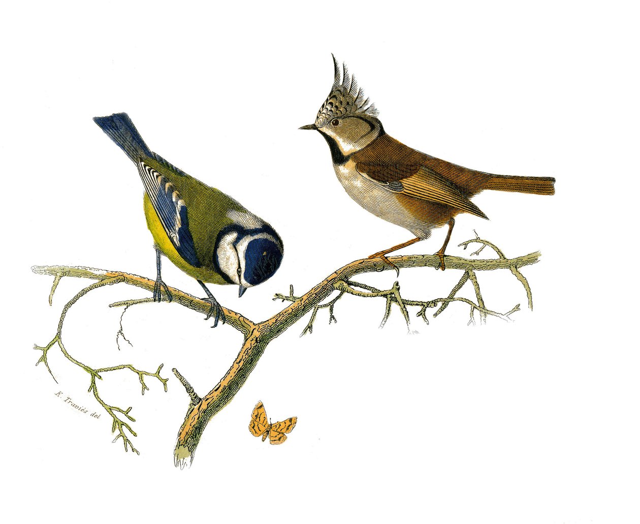 Naturgeschichtstafel: Zoologische Tafel, die insektenfressende Sperlingsvögel (mit Kerbe) darstellt. Die blaue Meise und die Haubenmeise. Tafel aus den neun Bänden über Vögel in „Gesammelte Werke von Buffon“ geschrieben von dem Naturforscher Georges Louis  von Edouard Travies