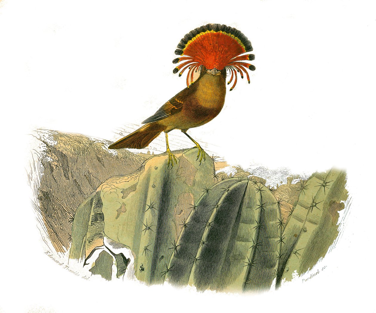 Naturgeschichtstafel: Zoologische Tafel, die dentiroströse Sperlingsvögel (mit Echancre) darstellt. König der Fliegen. Tafel aus den neun Bänden über Vögel in „Gesammelte Werke von Buffon“ geschrieben von Naturforscher Georges Louis Leclerc, Graf von Buffo von Edouard Travies