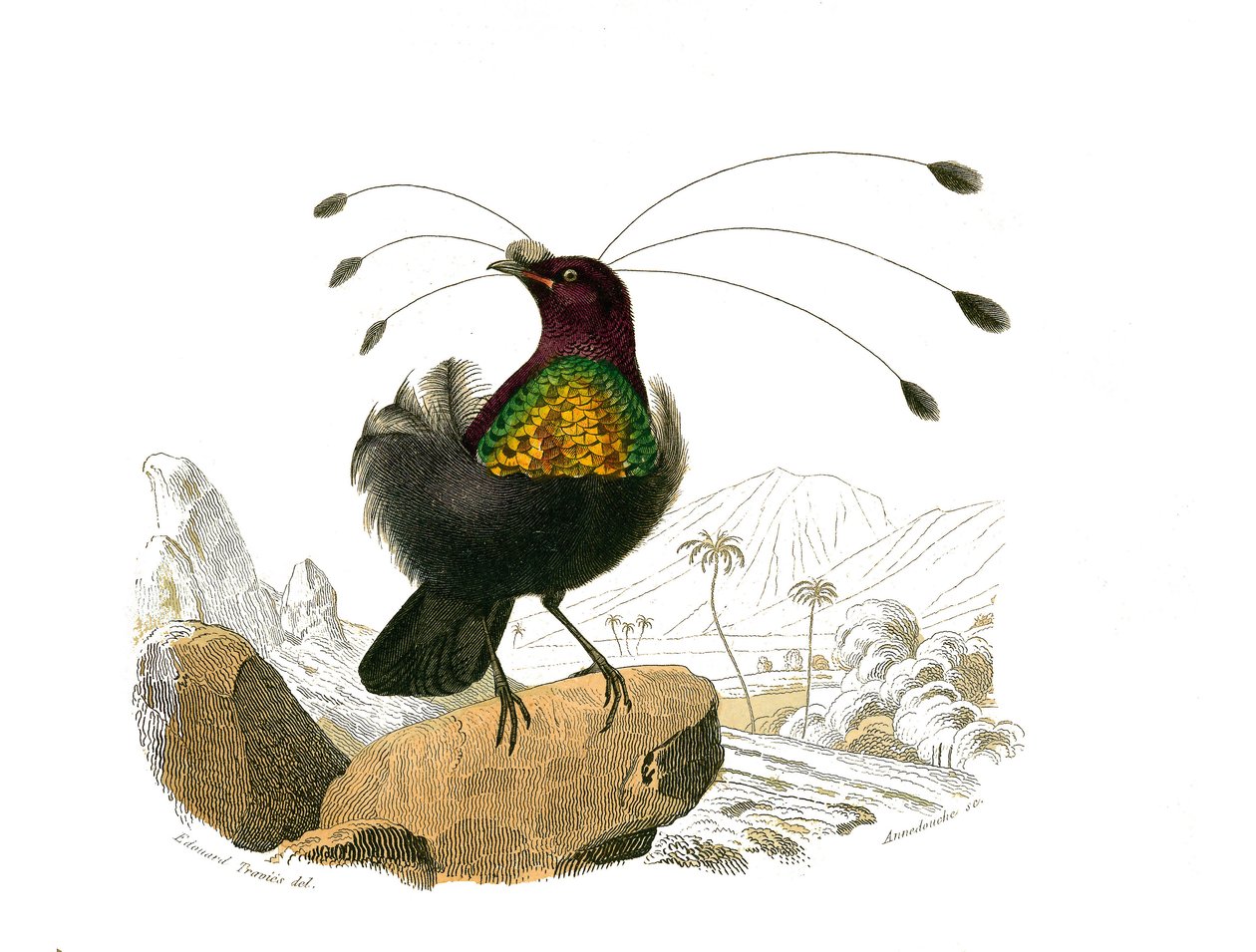 博物学的なボード。conirostrous passerines（円錐形のくちばし）を表現した動物学的ボード。シフィレ（Sifilet）。博物学者ビュフォン伯爵ジョルジュ・ルイ・ルクレール（1707-1788）の『ビュフォン全集』の鳥類9巻から描かれた図版。 作： エドゥアール・トラヴィス
