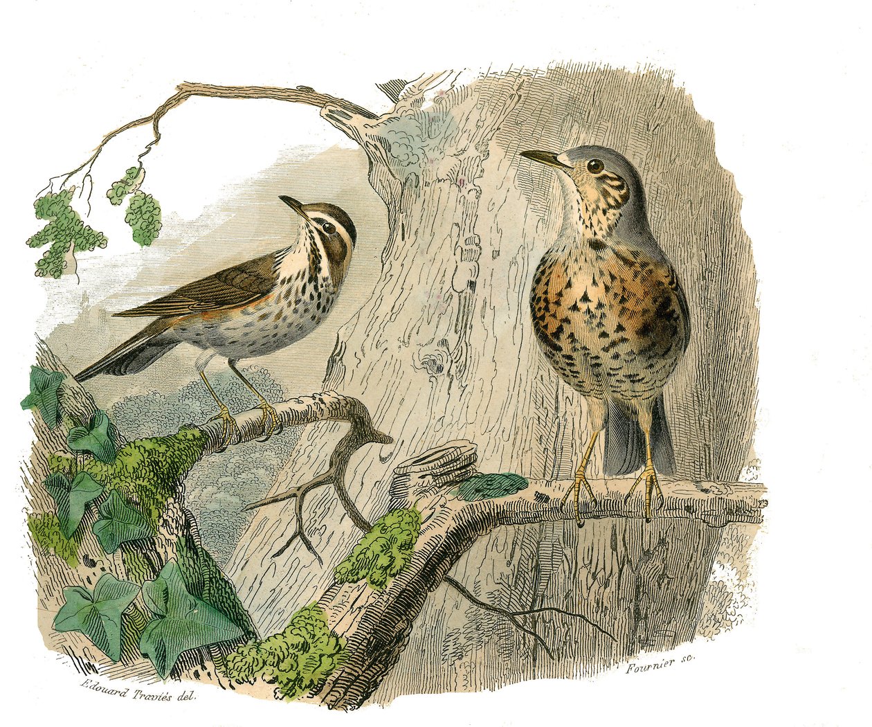 博物学的なボード。conirostrous passerines（円錐形のくちばし）を表す動物学的ボード。呪われたものと排水溝。博物学者のビュフォン伯爵ジョルジュ・ルイ・ルクレールが執筆した『ビュフォン全集』の鳥類に関する9巻から描かれた板（1 作： エドゥアール・トラヴィス