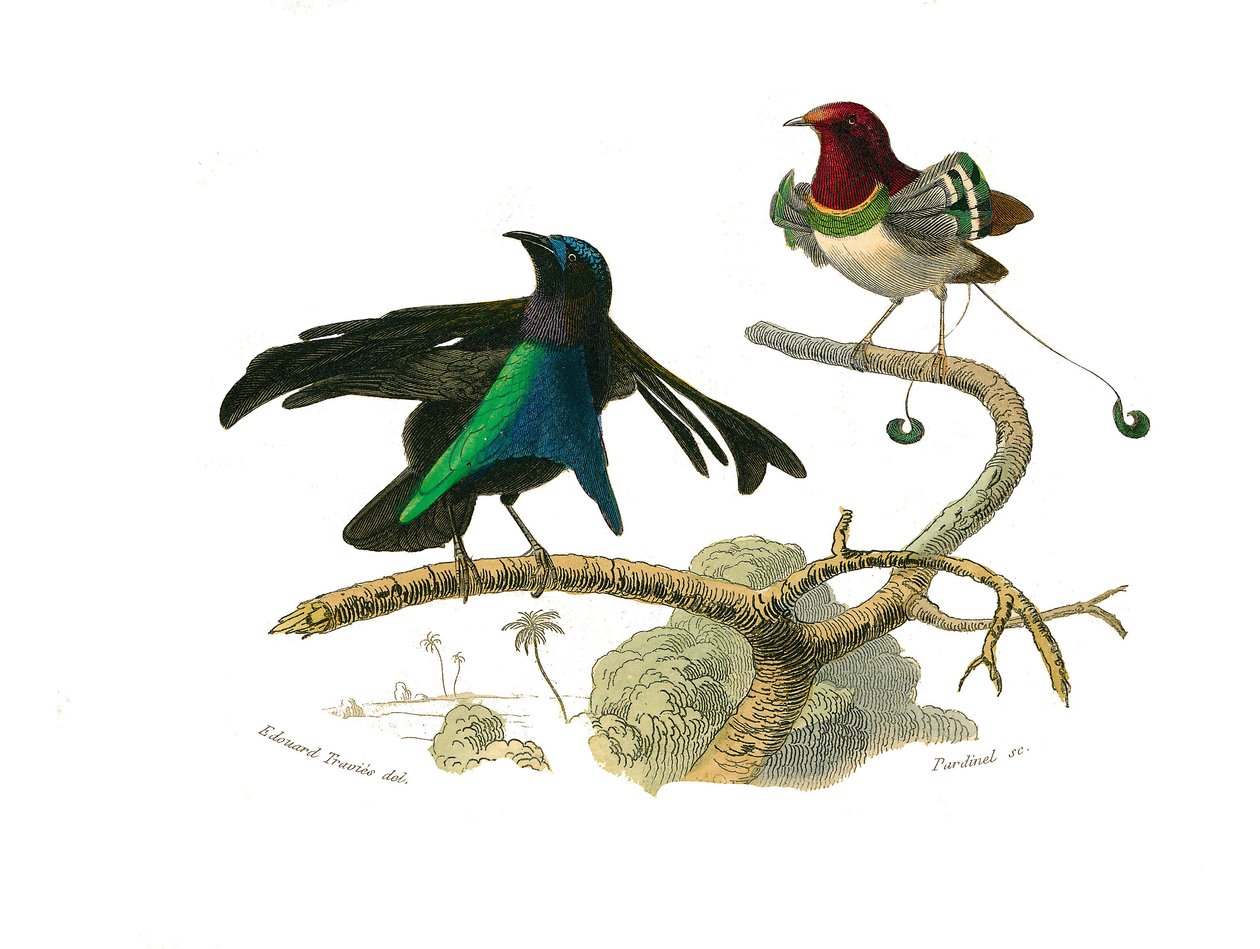 博物学的なボード。conirostrous passerines（円錐形のくちばし）を表現した動物学的ボード。クロマダラとマヌコダイル。博物学者ジョルジュ・ルイ・ルクレール（伯爵）の『ビュフォン全集』の鳥類9巻から描かれた図版。 作： エドゥアール・トラヴィス