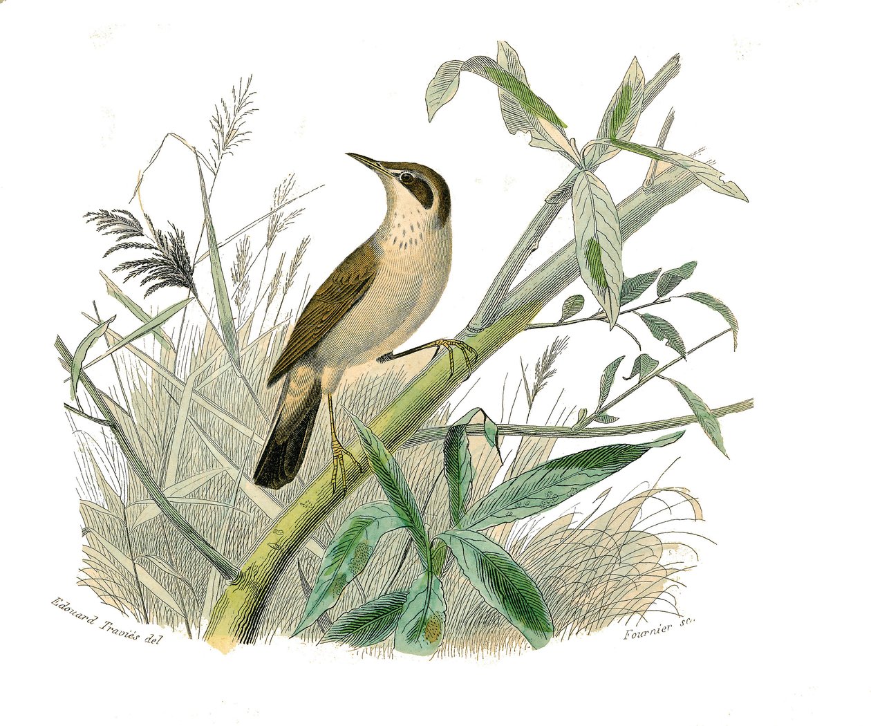博物学的なボード。conirostrous passerines（円錐形のくちばし）を表す動物学的ボード。朱雀。博物学者ビュフォン伯爵ジョルジュ・ルイ・ルクレール（1707-1788）の『ビュフォン全集』鳥類編9巻からの図版。 作： エドゥアール・トラヴィス