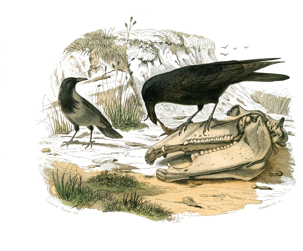 博物学的なボード。conirostrous passerines（円錐形のくちばし）を表す動物学的ボード。ワタリガラス。博物学者ビュフォン伯爵ジョルジュ・ルイ・ルクレール（1707-1788）の『ビュフォン全集』鳥類編9巻から描かれた図版。 作： エドゥアール・トラヴィス