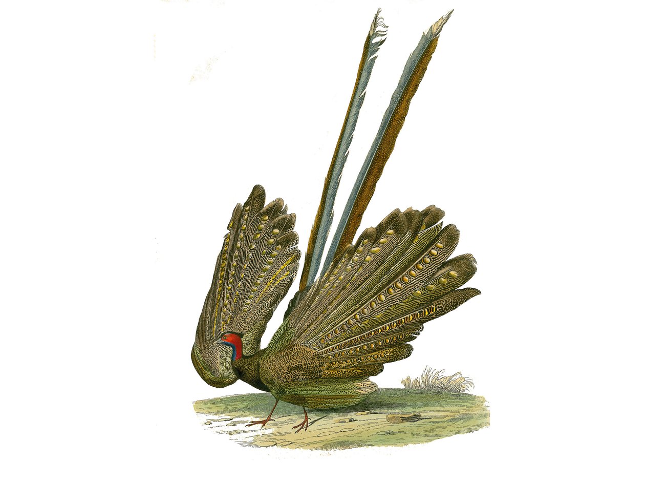 自然史のボード。gallinaces: argusを表す動物学的な板。博物学者のビュフォン伯爵ジョルジュ・ルイ・ルクレール（1707-1788）が1749年から1785年にかけて執筆した『ビュフォン全集』の鳥類に関する9巻から描かれた図版。挿絵 作： エドゥアール・トラヴィス