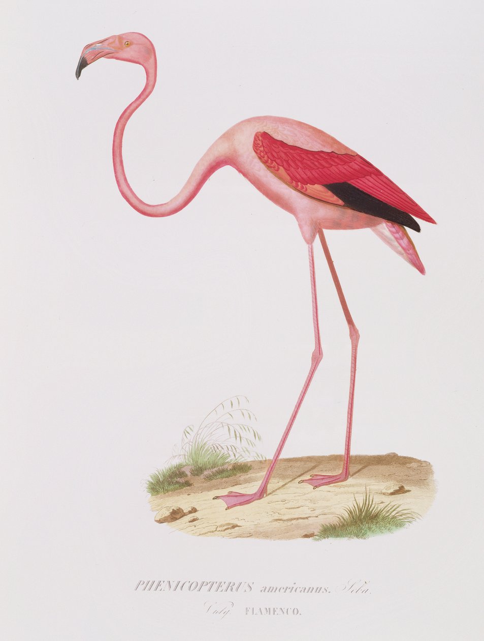 Phenicopterus americanus（フラメンコ）（原文）は、フルニエ、パブによって刻まれました。 Bougeardより 作： エドゥアール・トラヴィス