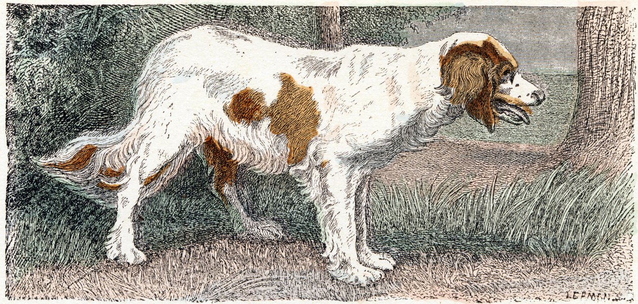 Spagneul (犬)-「アルファベットは動物を示しています」19 世紀 (彫刻) 作： エドゥアール・トラヴィス