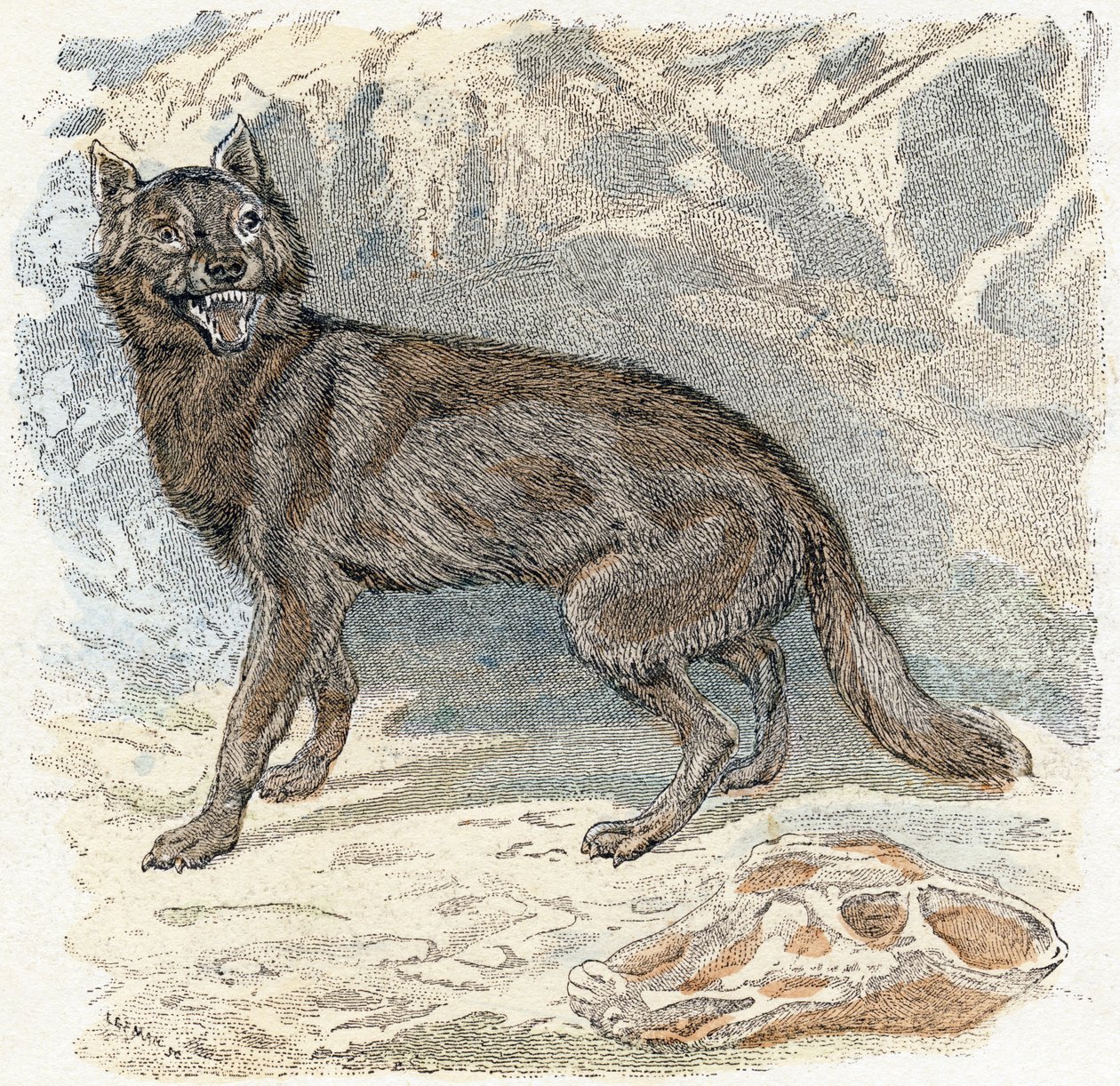 Wolf- “Alfabeto ilustra animais” Século XIX (gravura) 作： エドゥアール・トラヴィス