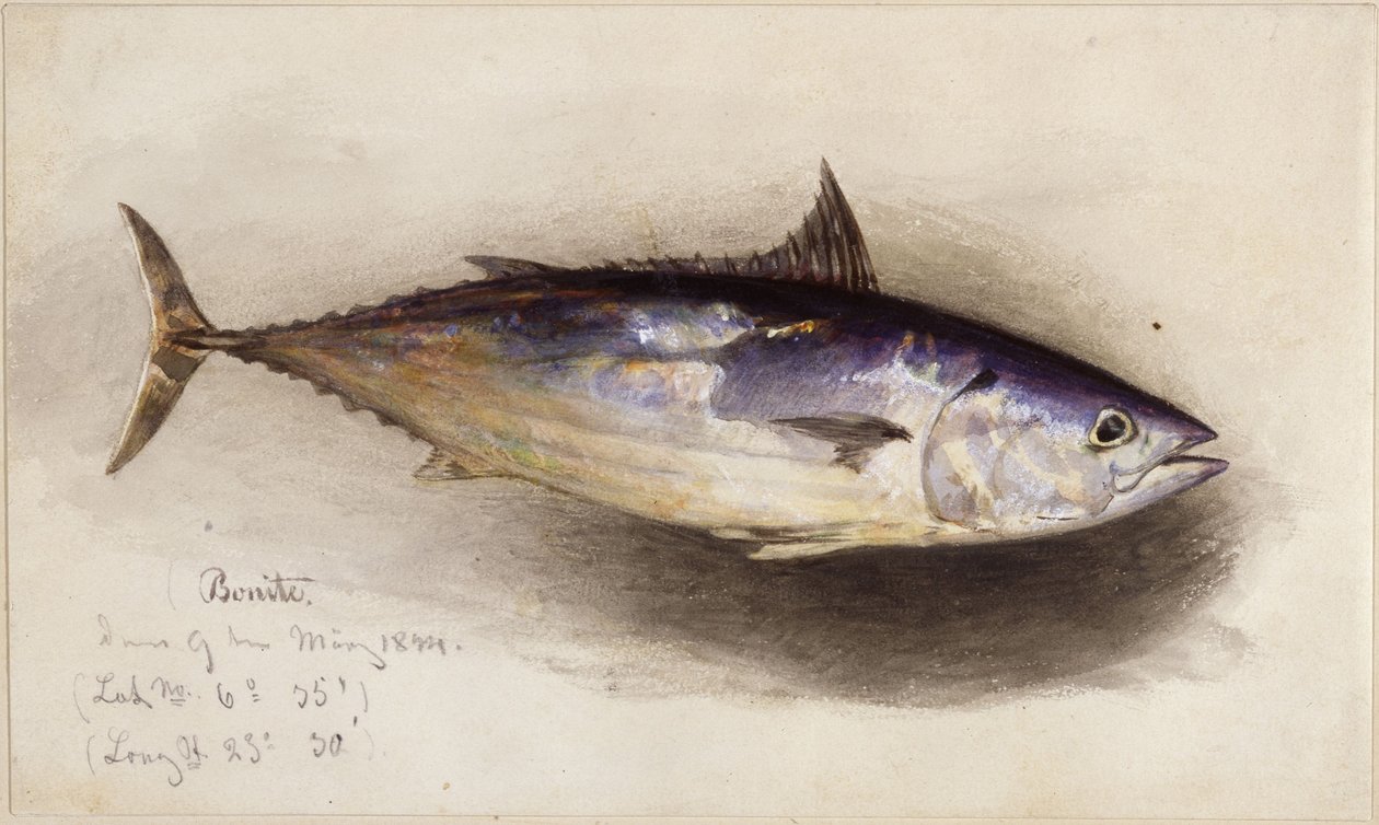 魚の習作（カツオ） 作： エドワード・ヒルデブラント