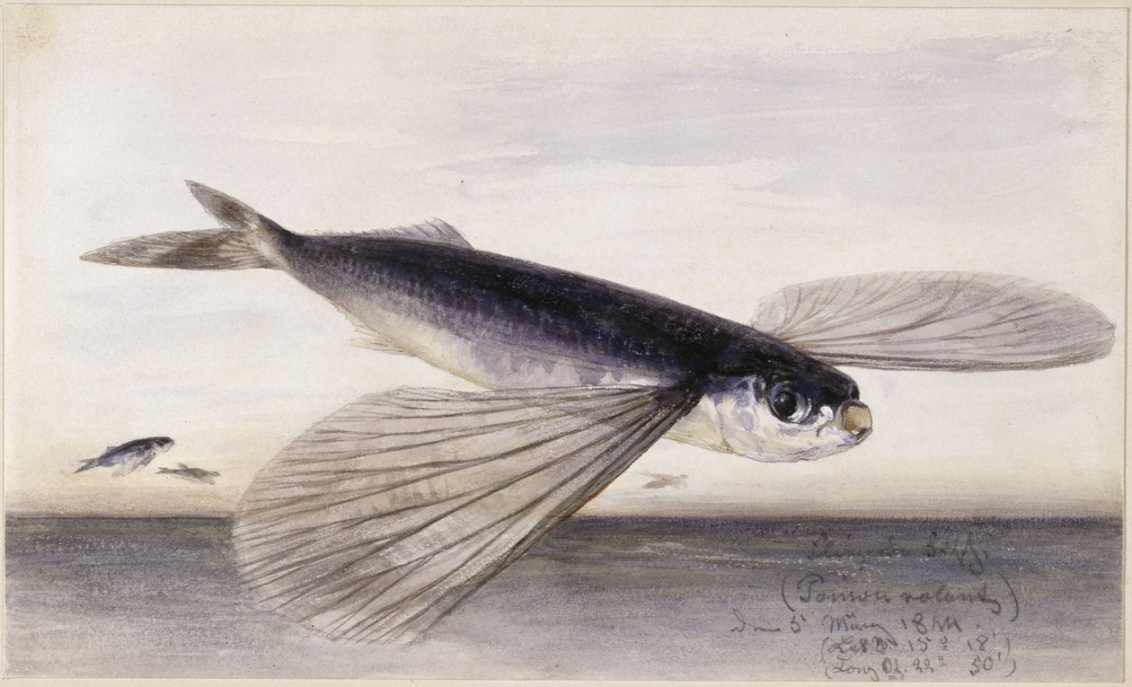 魚類に関する研究（トビウオ） 作： エドワード・ヒルデブラント