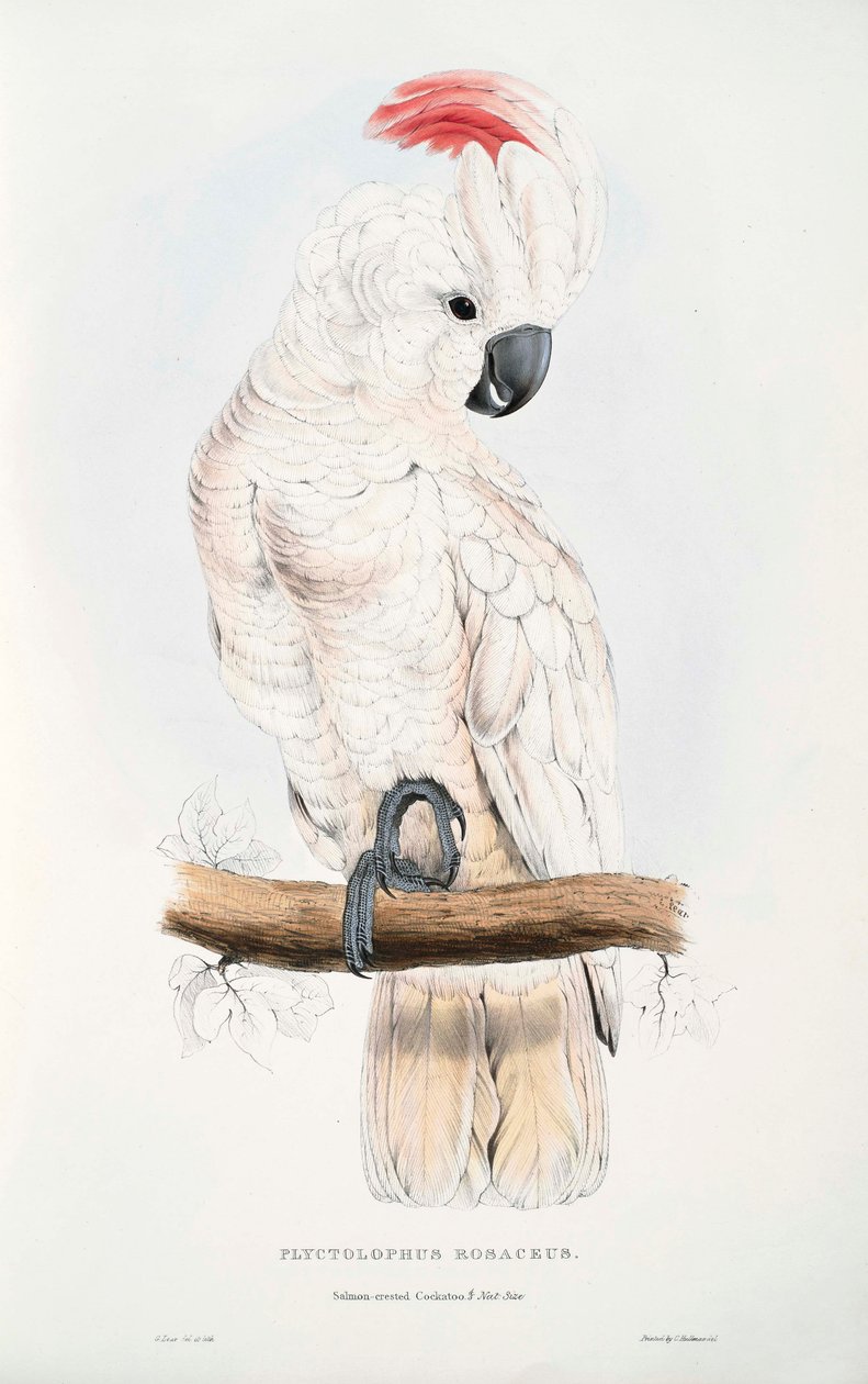 Cockatoo moluccensis 作： エドワード・リア
