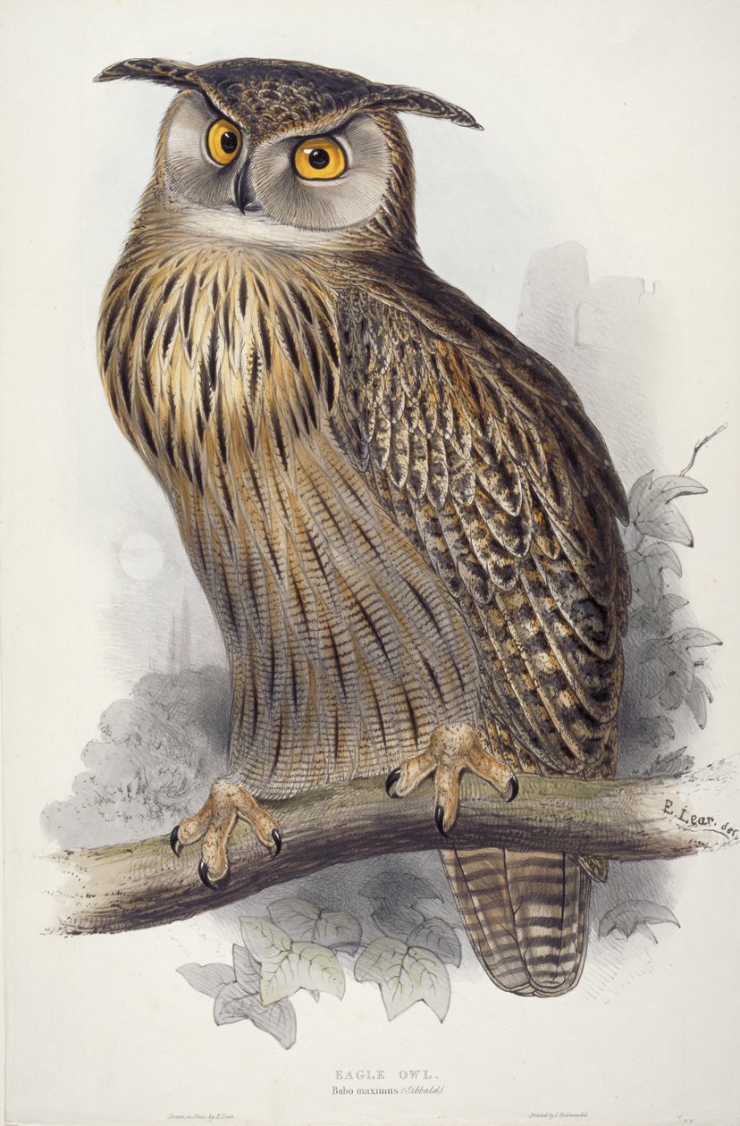 鷲フクロウ。 Bubo maximus、1832-1837 作： エドワード・リア
