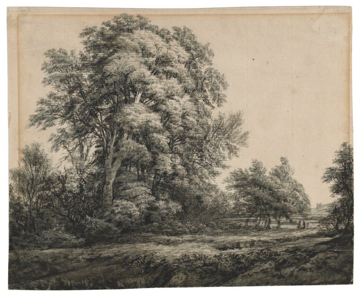 森林景観、c。 1838-1848（敷き紙にインクとウォッシュ） 作： エドワード・リア