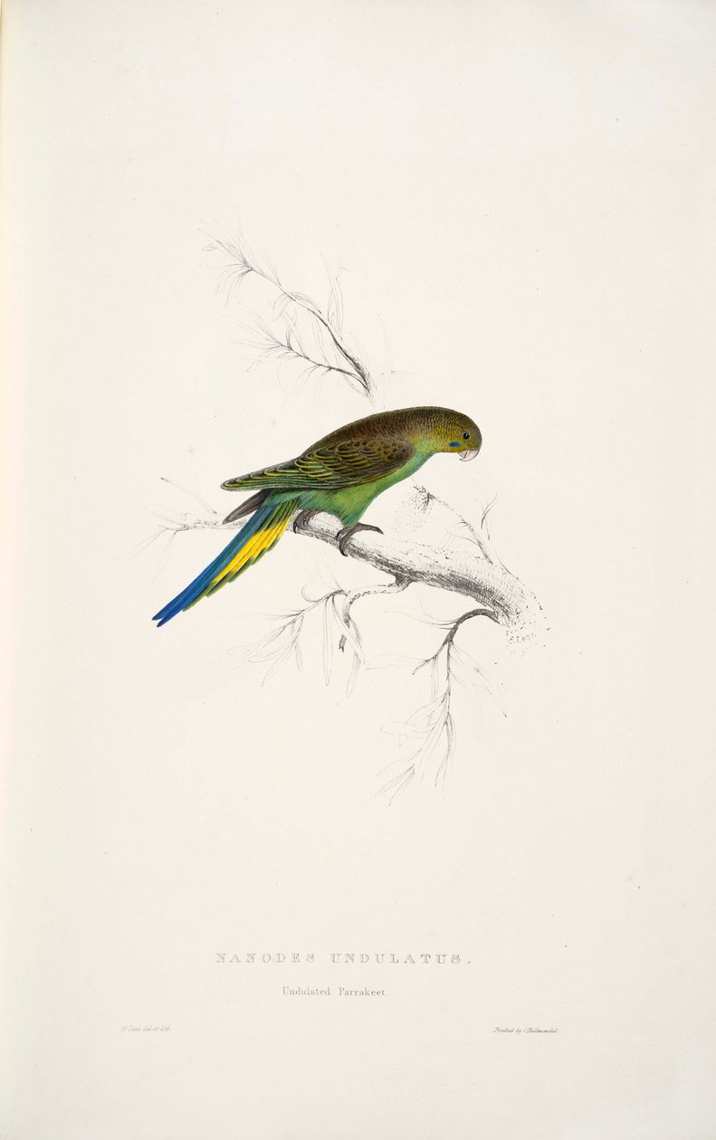 Melopsittacus undulatus 作： エドワード・リア