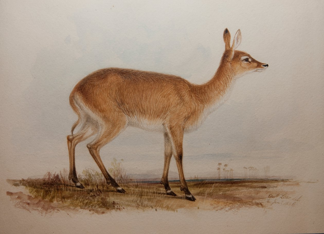 Red Lechwe、1836 作： エドワード・リア