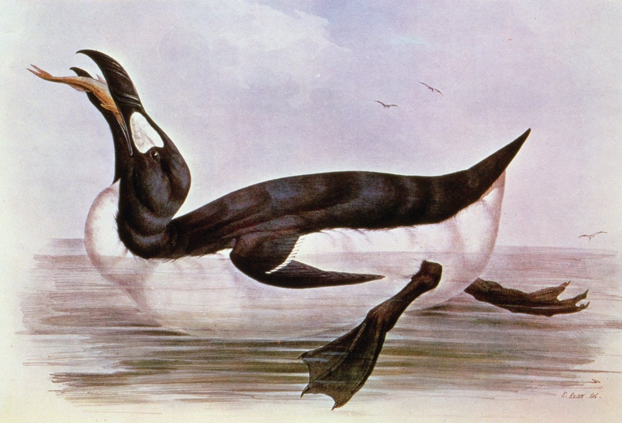 グレートオーク、J。グールドの「The Birds of Europe」のイラスト、1832-37（手塗りのリソ） 作： エドワード・リア