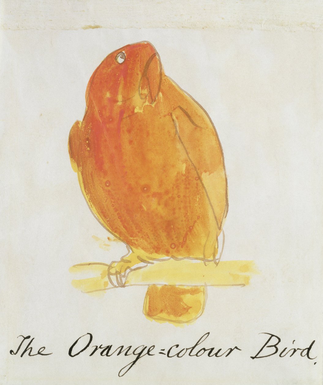 オレンジ色の鳥、「コミックの鳥の16枚の絵」（紙にペンとインクとトイレ） 作： エドワード・リア