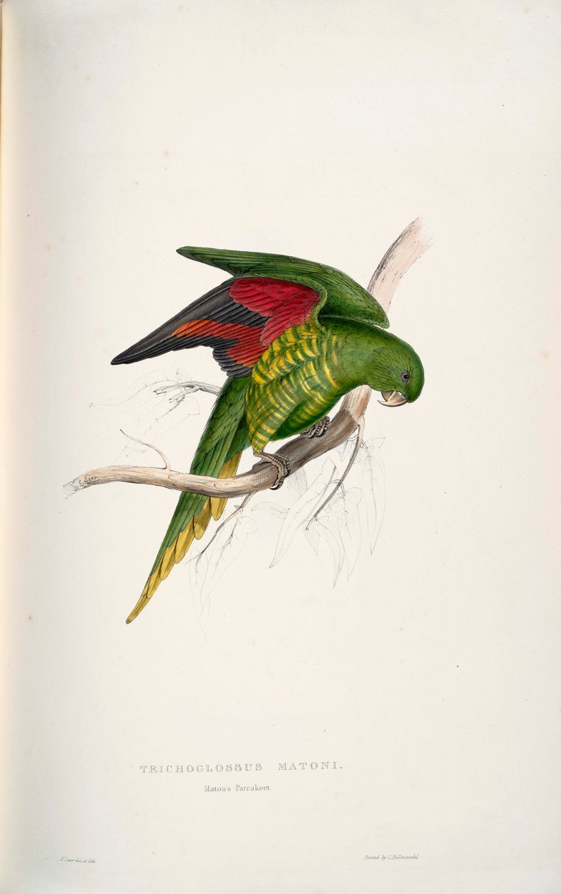 Trichoglossus chlorolepidotus 作： エドワード・リア